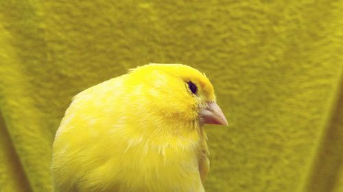 Close-up of yellow bird