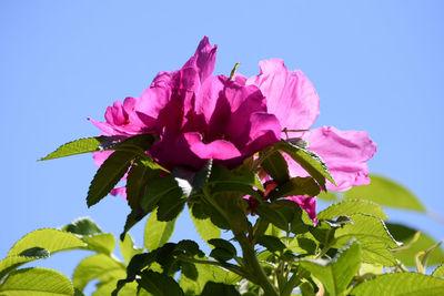 Close-up of pink bougainvillea blooming against clear sky