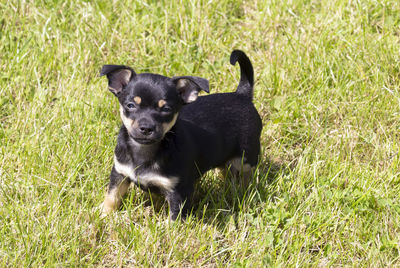 Black dog in a field