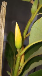 Close-up of yellow flower