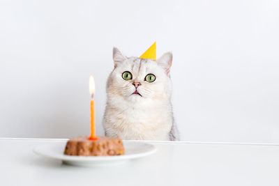 Funny cat in a yellow paper cap sits at a white table with a canned cat cake with a burning candle