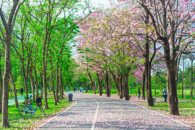 Empty road amidst trees in park