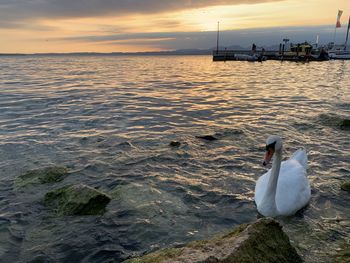 View of swan swimming in sea