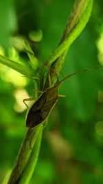 Close-up of insect on leaf