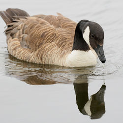 Close-up of duck swimming in lake