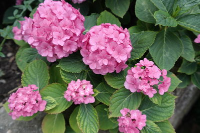 Close-up of pink flower