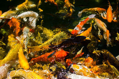 View of koi carps swimming in sea