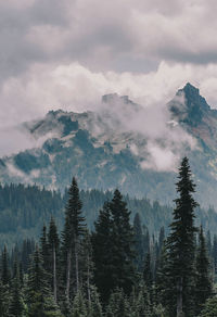 Scenic view of pine trees against foggy sky