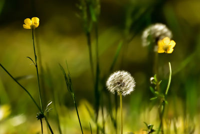 Close-up of dandelion flower on field