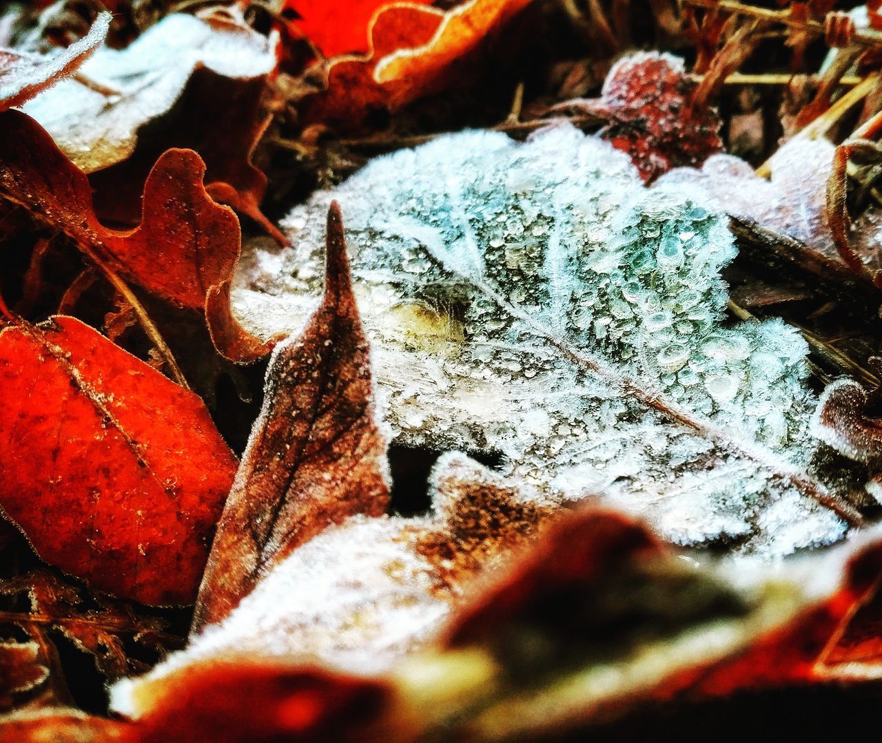 CLOSE-UP OF FROZEN DRY LEAVES DURING WINTER