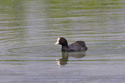 Black swan swimming in lake