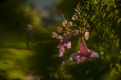 Close-up of pink flowering plant