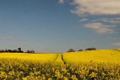 Scenic view of oilseed rape field against sky