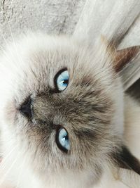 Close-up portrait of cat