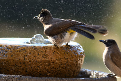 Close-up of birds perching on wood