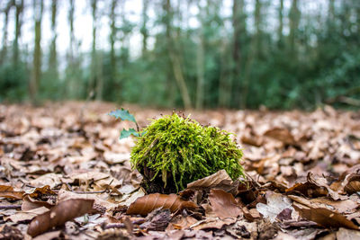 Close-up of plant growing in forest