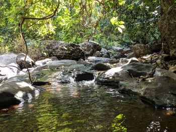 Ducks on rock by trees