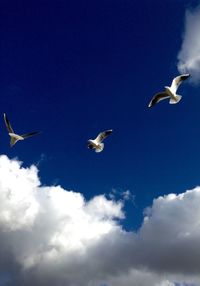 Low angle view of seagulls flying against sky