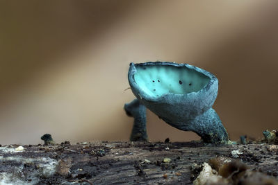 Close-up of tree stump on rock