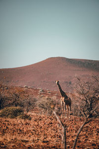 Scenic view of desert against clear sky