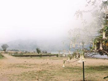 View of trees on landscape