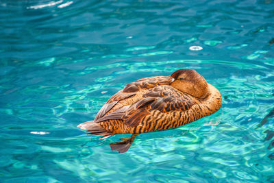 Duck swimming in water