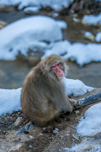 Monkey sitting on snow