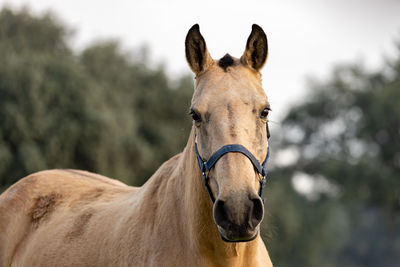 Portrait of horse in ranch