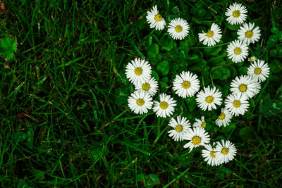 High angle view of white flowering plants on field