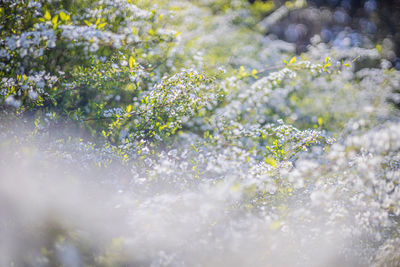 Close-up of white flowering plants during winter