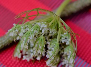 Close-up of leaf on table