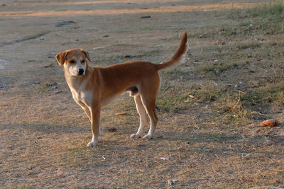 Portrait of dog standing on field