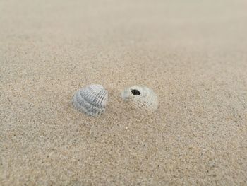 Close-up of seashell on sand at beach