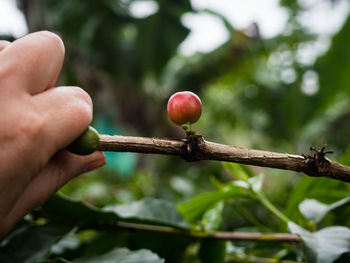 Close-up of hand holding fruit