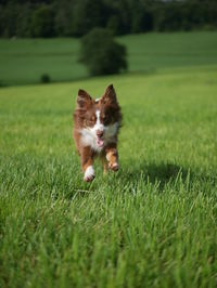 Dog running on grassy field