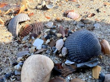 shell