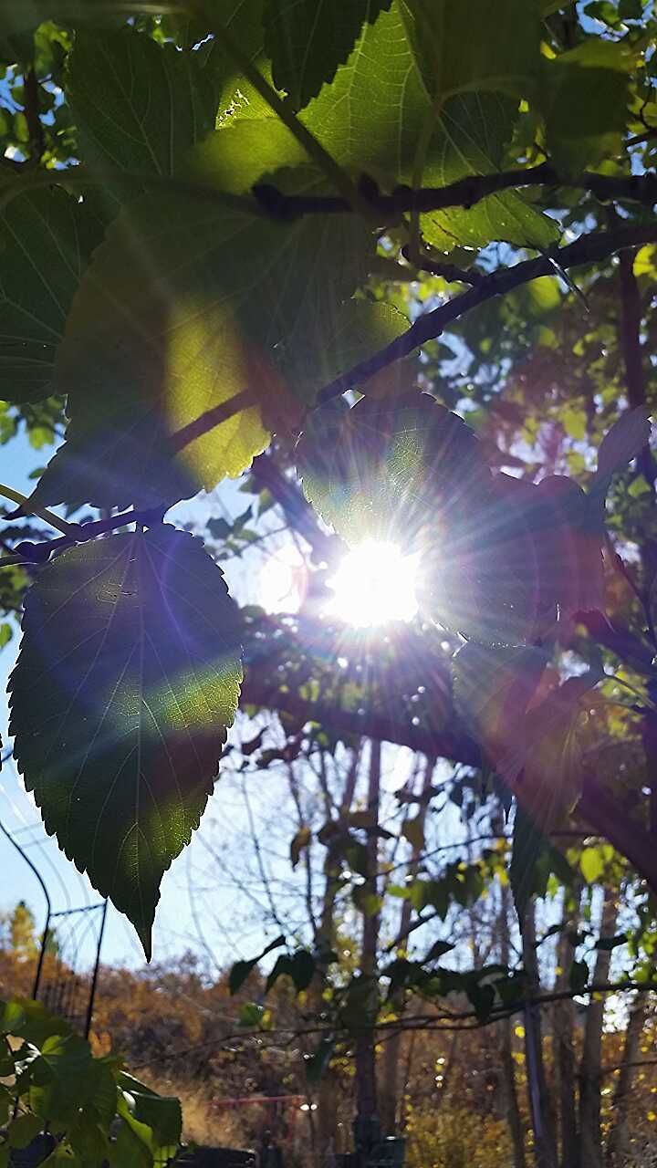 sun, tree, sunbeam, leaf, lens flare, sunlight, branch, growth, tranquility, low angle view, nature, beauty in nature, reflection, green color, forest, sunny, scenics, day, bright, sky