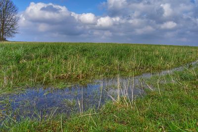 Scenic view of field against sky