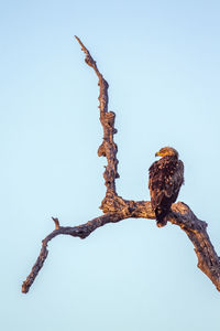 Low angle view of bird perching on tree against clear sky