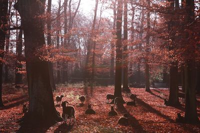 Trees in park