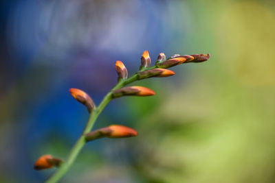 Close-up of flowering plant