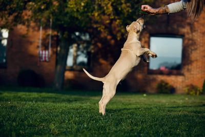 Dog jumping on field