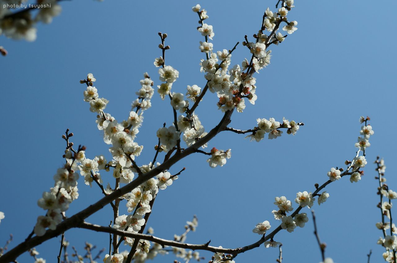 flower, branch, low angle view, tree, freshness, clear sky, cherry blossom, growth, blossom, cherry tree, beauty in nature, fragility, nature, white color, blue, fruit tree, blooming, springtime, orchard, in bloom