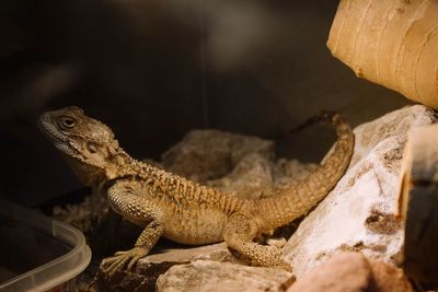 Close-up of lizard