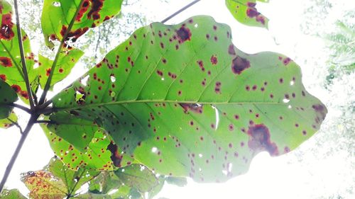 Close-up of green leaves on plant during sunny day