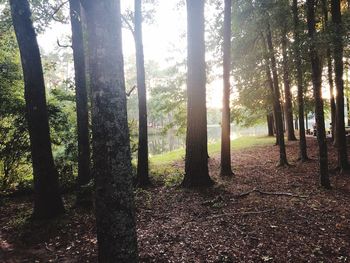 Sunlight streaming through trees in forest