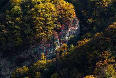 Trees in forest