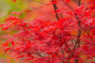 Close-up of red maple leaves on tree