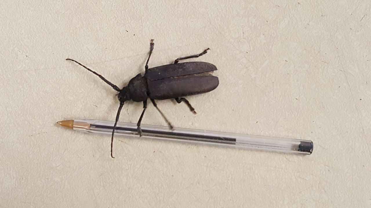 HIGH ANGLE VIEW OF MOTH ON WALL