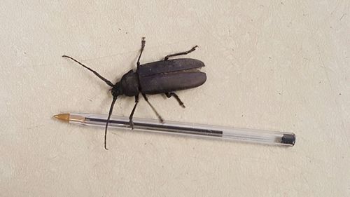 High angle view of black insect on wall